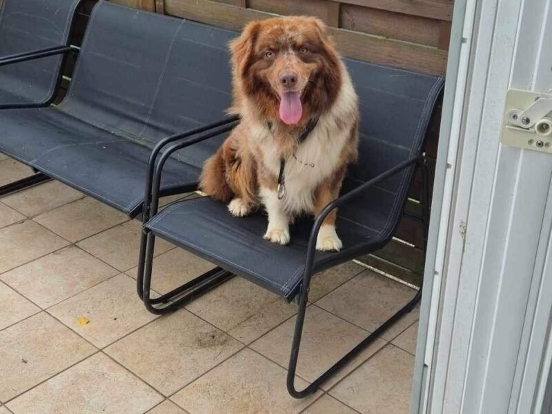 Dame 30 ans d'expérience Garde votre animal