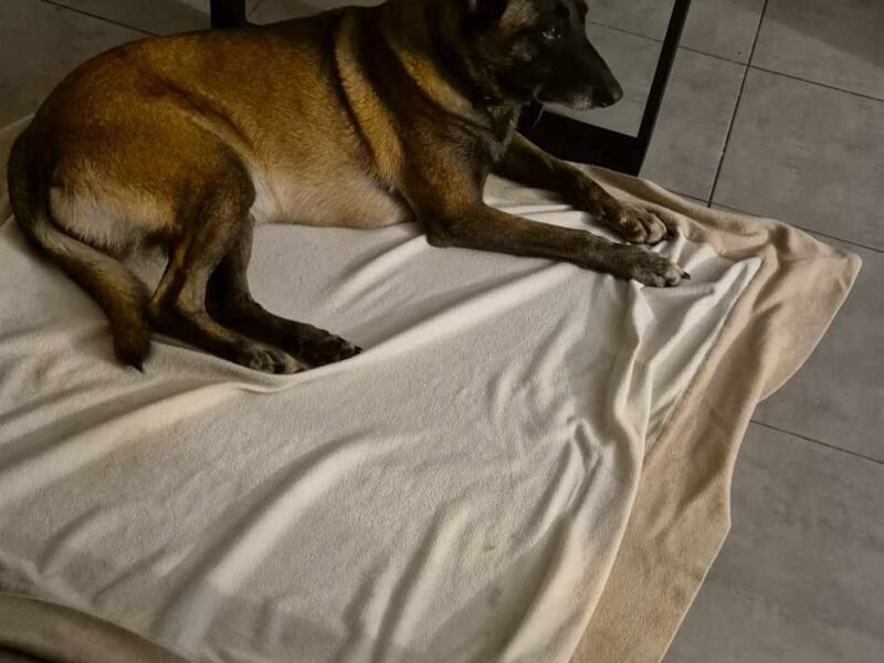 Dame 30 ans d'expérience Garde votre animal