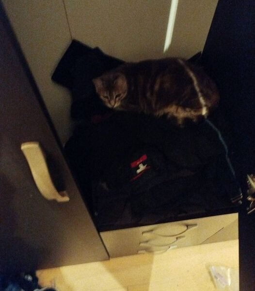Cherche garde à votre domicile pour petite chatte proche Périgueux