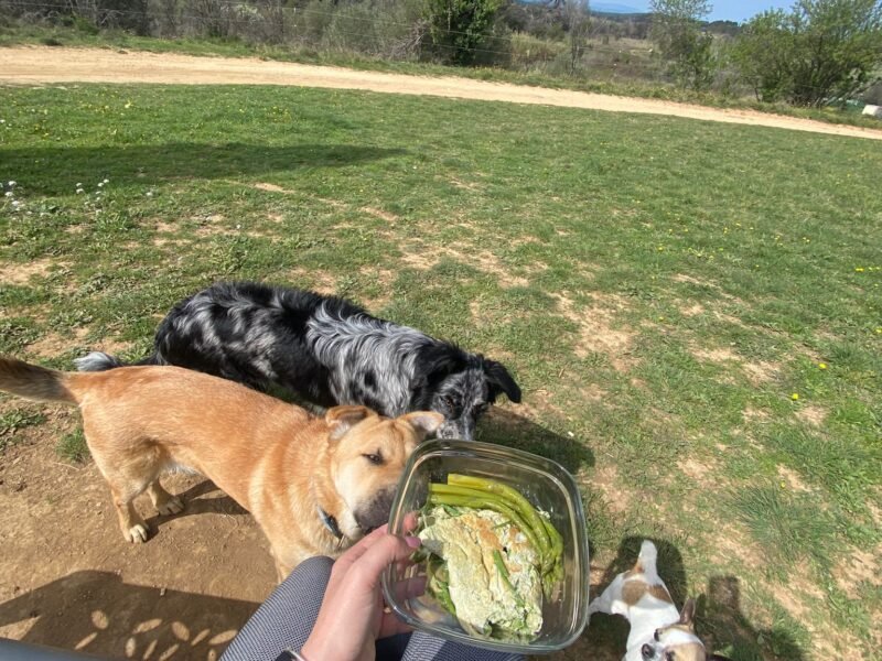Pet Sitter dans le Gard (30) propose des gardes à mon domicile