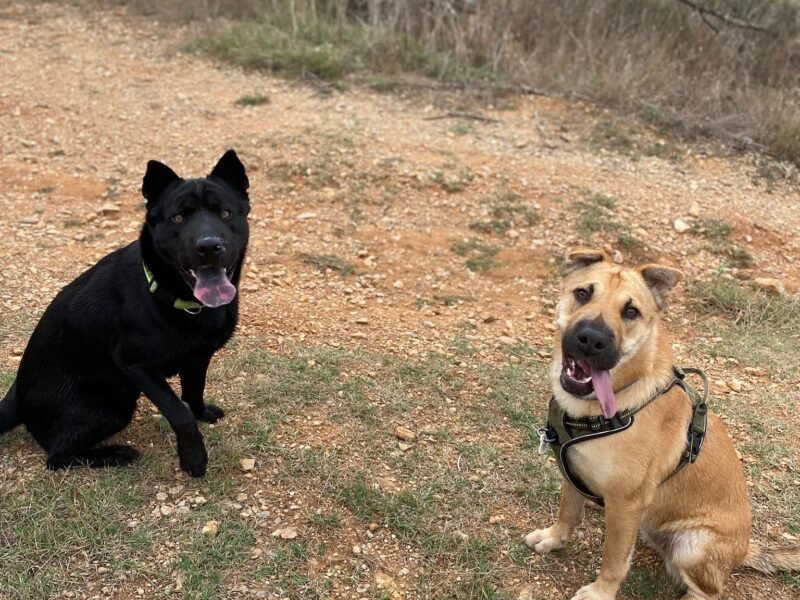 Pet Sitter dans le Gard (30) propose des gardes à mon domicile