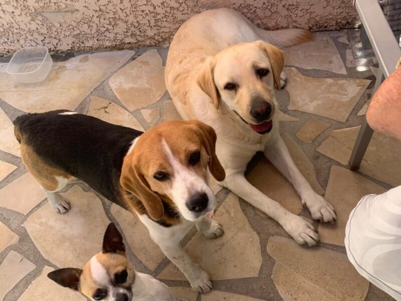 Pet Sitter dans le Gard (30) propose des gardes à mon domicile