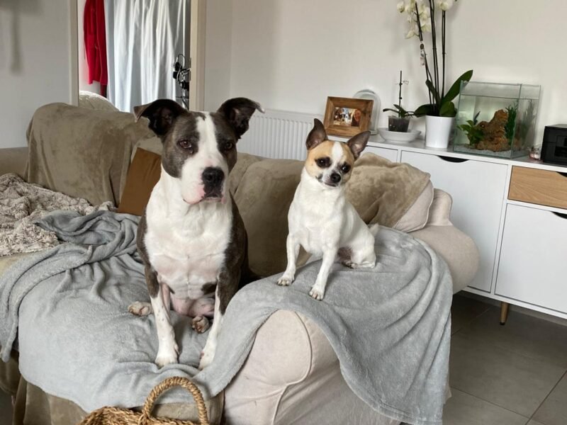 Pet Sitter dans le Gard (30) propose des gardes à mon domicile