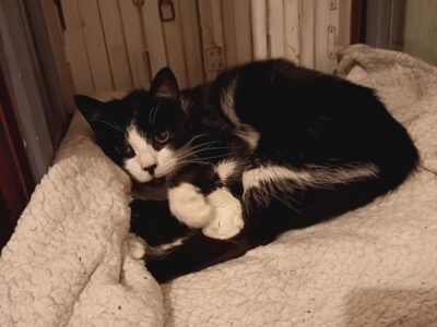 Je cherche à faire garder mon chat Pentoufle proche Nancy Dpt 54