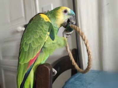 Je cherche à faire garder mon Perroquet proche Paris Dpt 75