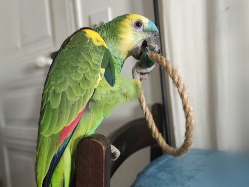 Je cherche à faire garder mon Perroquet proche Paris Dpt 75
