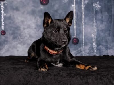 Je cherche garde à votre domicile proche Lamballe Hénon Dpt 22