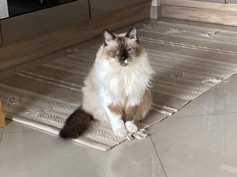 Je recherche une personne pour garder mes Chats à mon domicile Villemonble Dpt 93