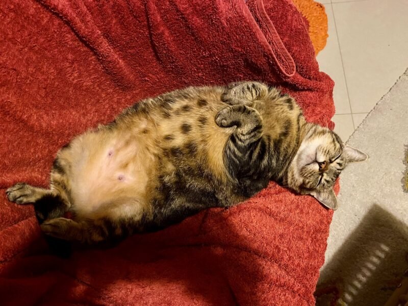 Je recherche une personne pour garder mes Chats à mon domicile Villemonble Dpt 93