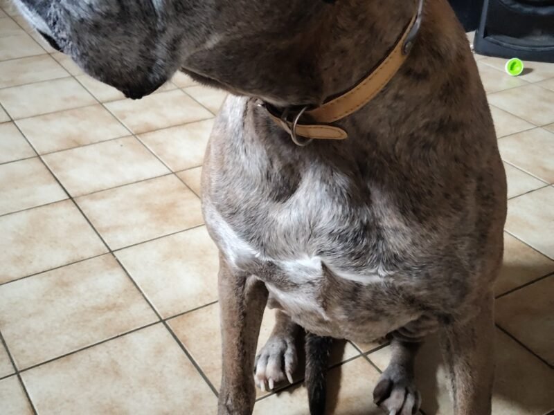 Garde d'animaux à mon domicile proche Etrepagny Dpt 27