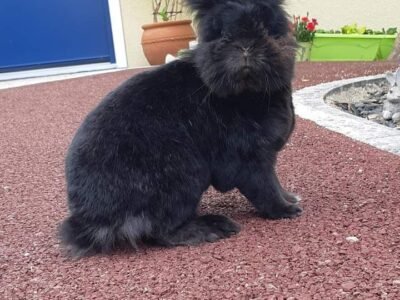 Je propose de garder votre lapin à mon domicile à Vieillevigne Dpt 44