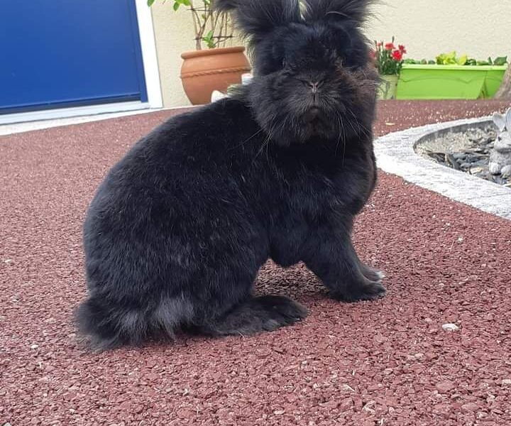 Je propose de garder votre lapin à mon domicile à Vieillevigne Dpt 44