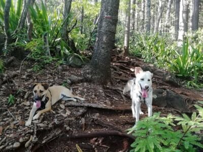 Je propose de garder votre animal à votre domicile Dpt Drome