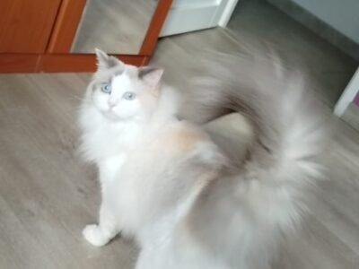 VISITE à domicile chatte de 2 ans