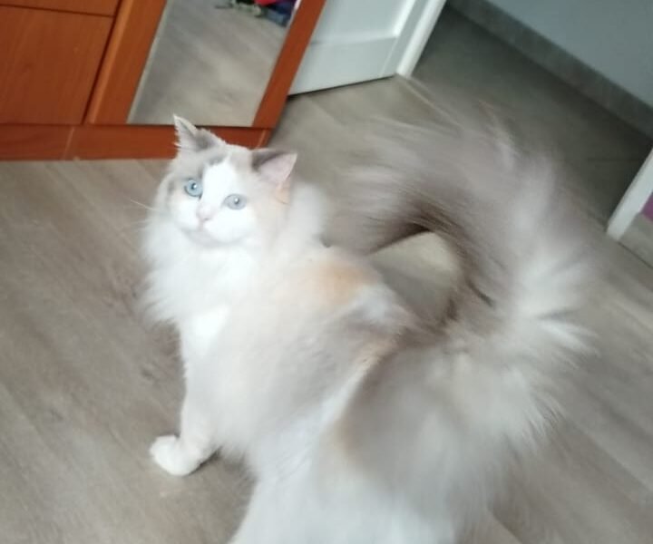 VISITE à domicile chatte de 2 ans